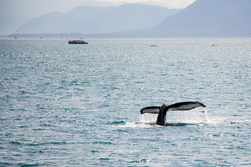 Whale Watching Tour